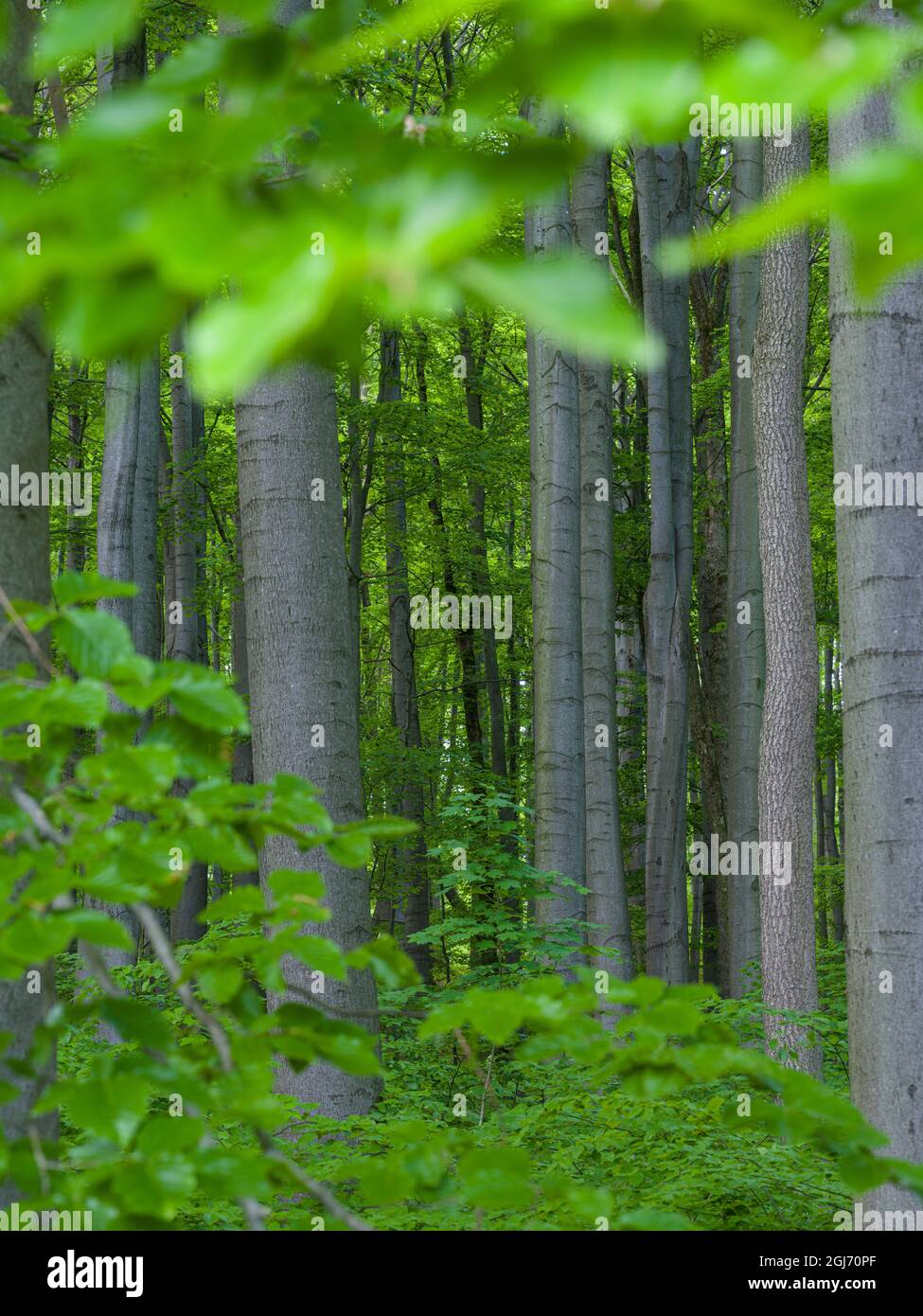 Il bosco di Hainich in Turingia, Parco Nazionale e parte del sito patrimonio mondiale dell'UNESCO. Foreste primordiali di Faggio dei Carpazi e dell'Antica Foto Stock