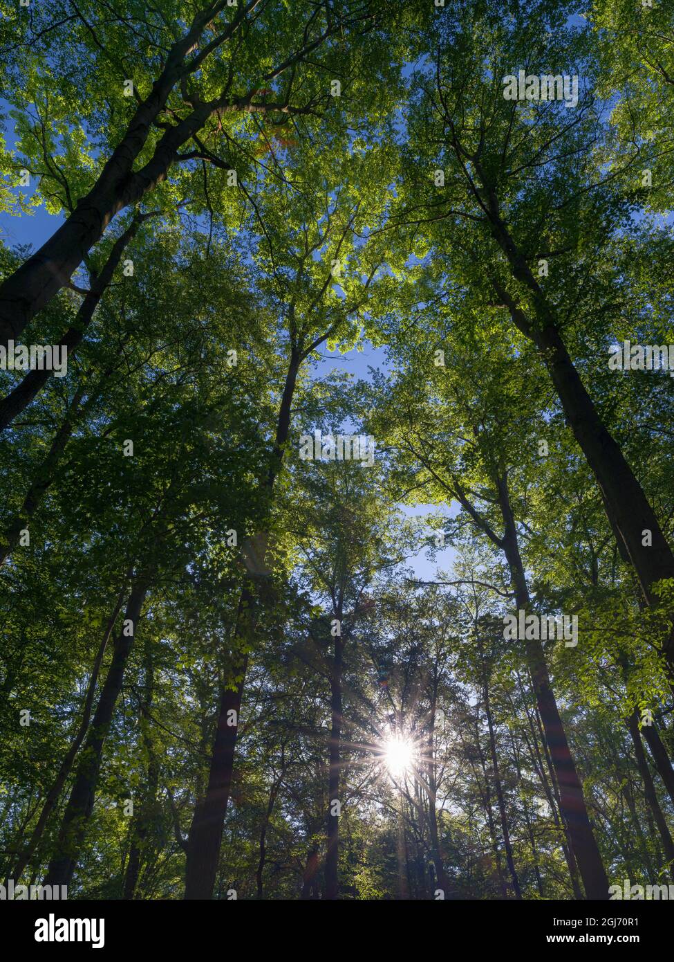 Il bosco di Hainich in Turingia, Parco Nazionale e parte del sito patrimonio mondiale dell'UNESCO. Foreste primordiali di Faggio dei Carpazi e dell'Antica Foto Stock