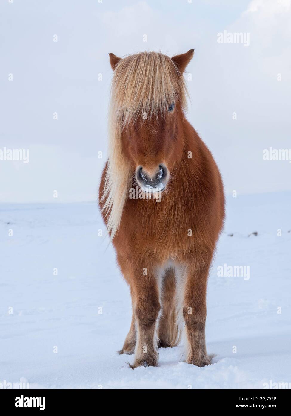 Cavallo islandese nella neve fresca. È la razza tradizionale dell'Islanda e riporta la sua origine ai cavalli dei vecchi Vichinghi. Foto Stock