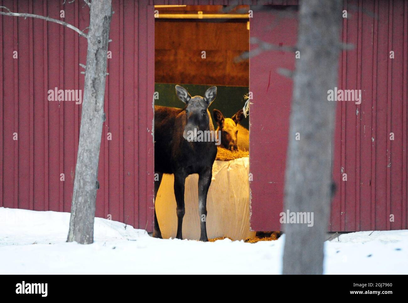 2012-02-29 Drevdagen, Idre Un proprietario di stalla di cavallo nella contea del nord di Dalarna ha un problema con una mucca intelligente dell'alce ed i suoi calfs. La mucca di alci ha imparato ad aprire la porta stalla durante la notte e mangia dei cavalli fieno e cibo roba. Foto Nisse Schmidt SCANPIX SVEZIA kod 4042 Foto Stock