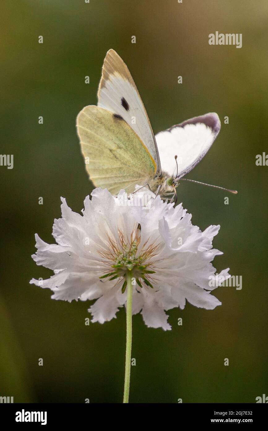 Macro di una farfalla bianca di cavolo (pieris rapae) su scabious bianco (scaboisa); concetto di protezione ambientale senza pesticidi; Foto Stock