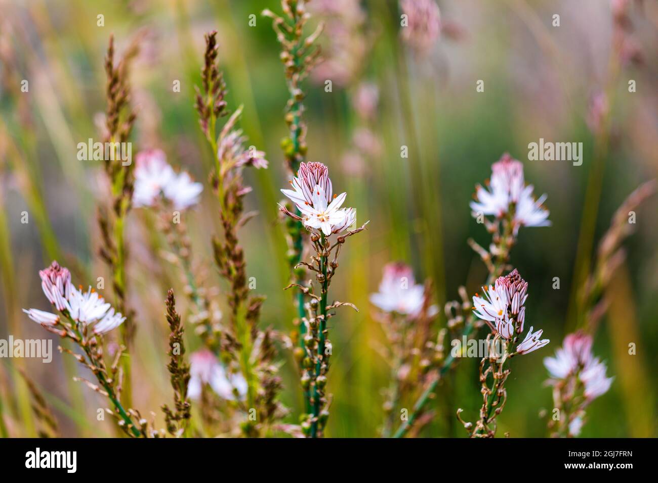 Italia, Sicilia, Provincia Di Messina, Caronia. Fiori selvatici in un campo vicino alla città medievale di Caronia. Foto Stock