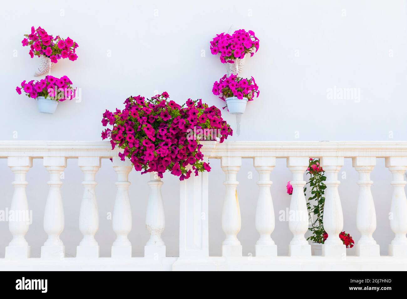 L'Italia, Puglia, Città Metropolitana di Bari, Monopoli. Viola nelle petunie in vasi su un balcone bianco. Foto Stock