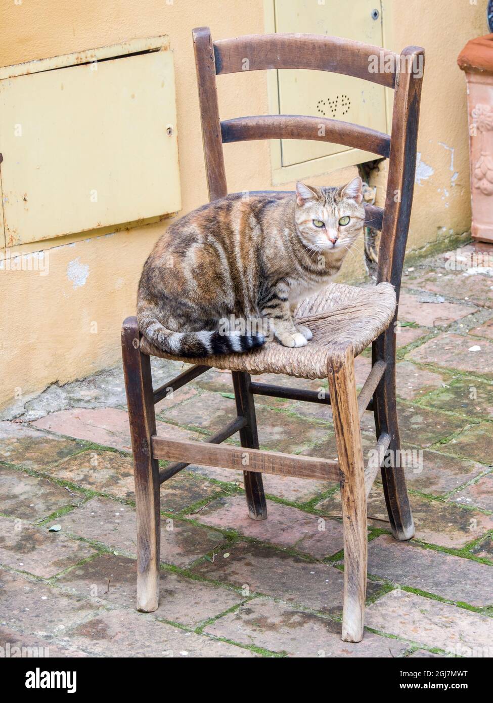 Italia, Toscana. Un gatto locale seduto su una sedia nel villaggio di Chiusure in provincia di Siena. Foto Stock