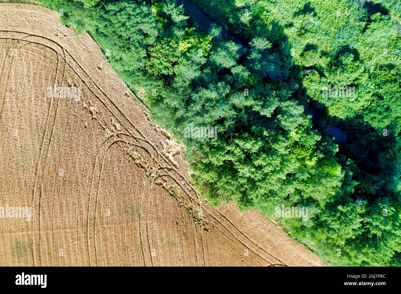 vista aerea del campo di grano Foto Stock
