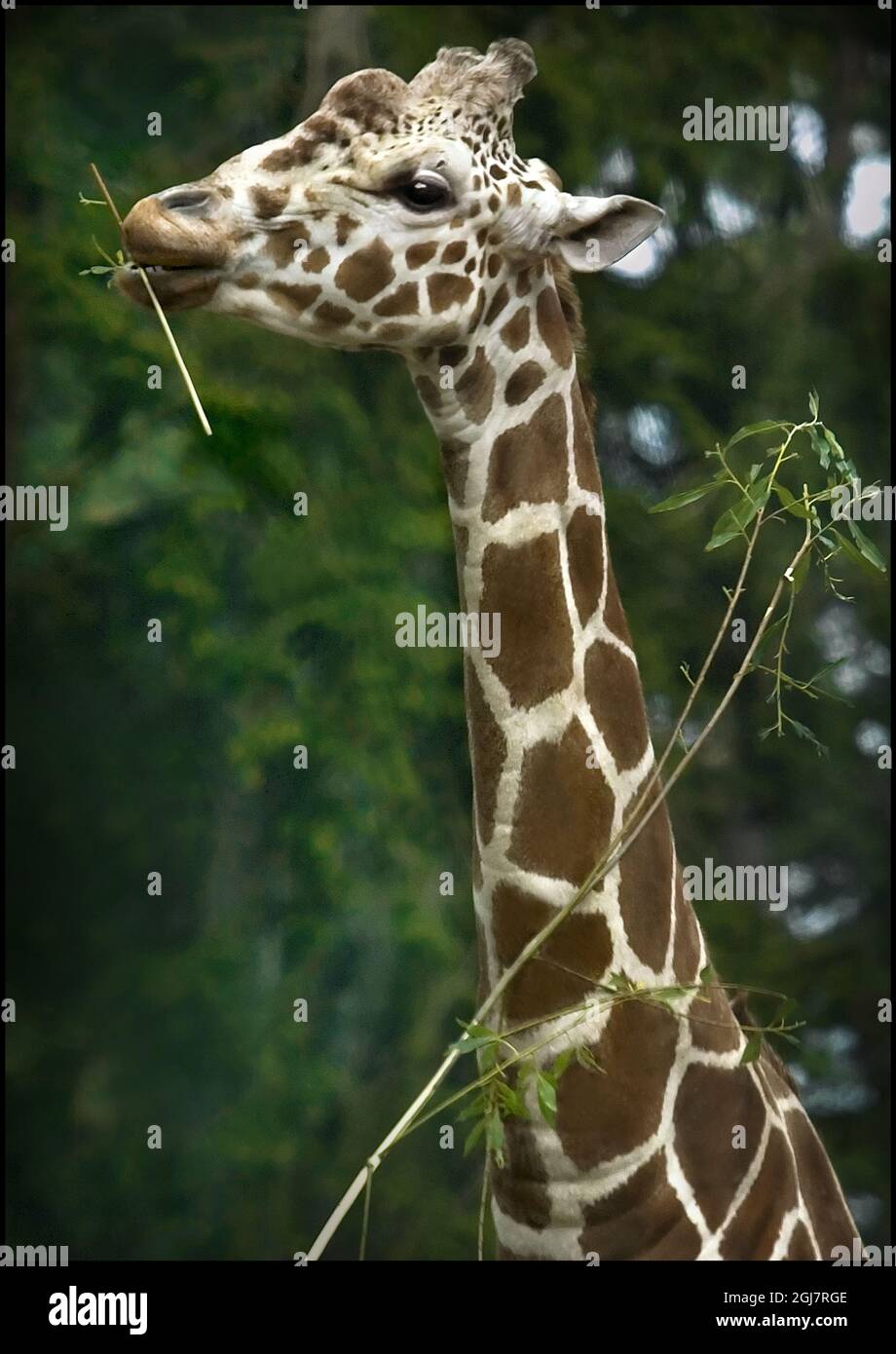 La giraffa in uno zoo Foto Stock