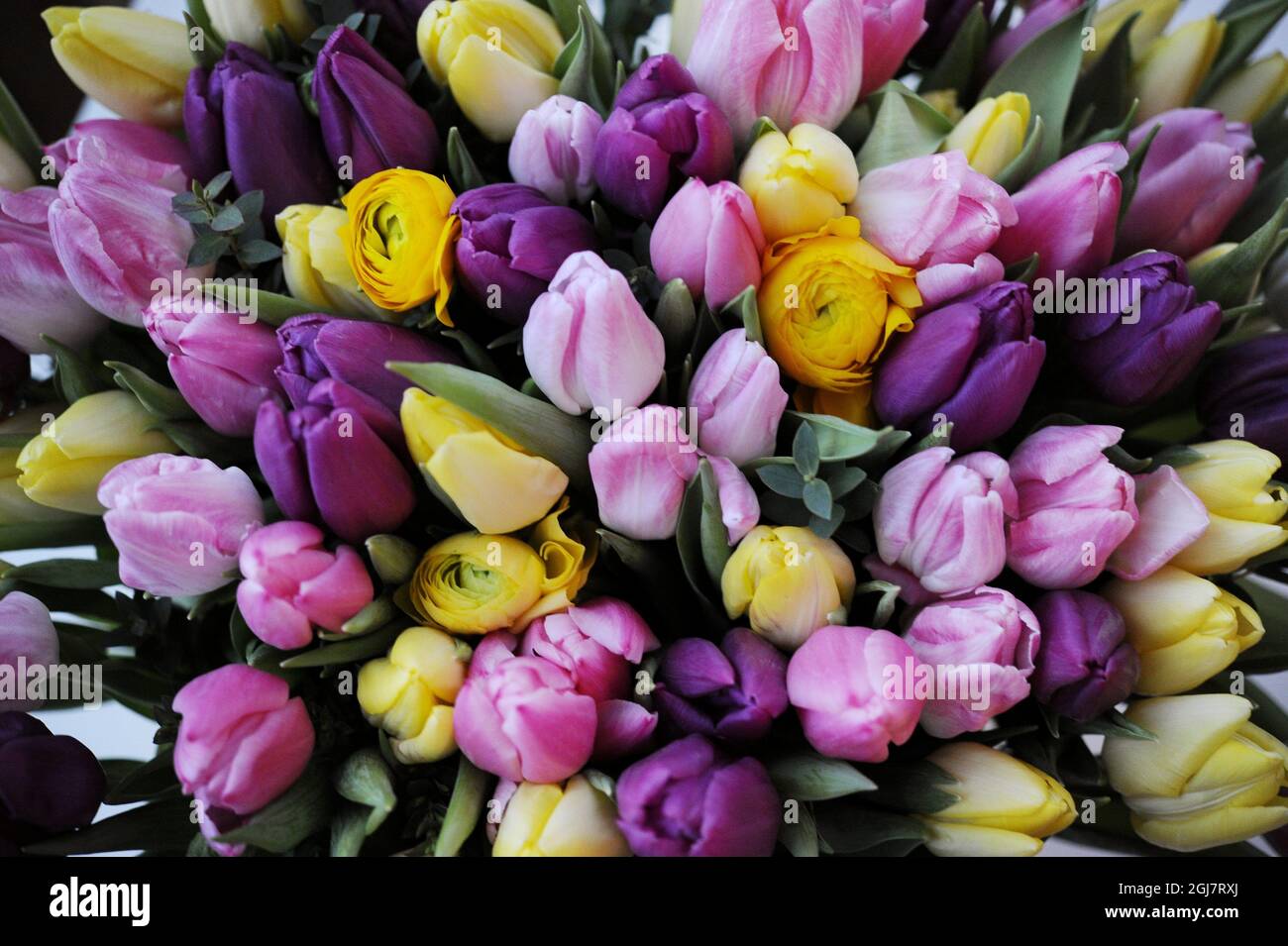 Tulipani di vari colori Foto Stock