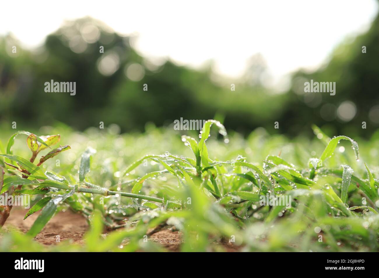 Erba verde in natura, mattina fresca con rugiada sulle foglie, natura sfondo immagine Foto Stock