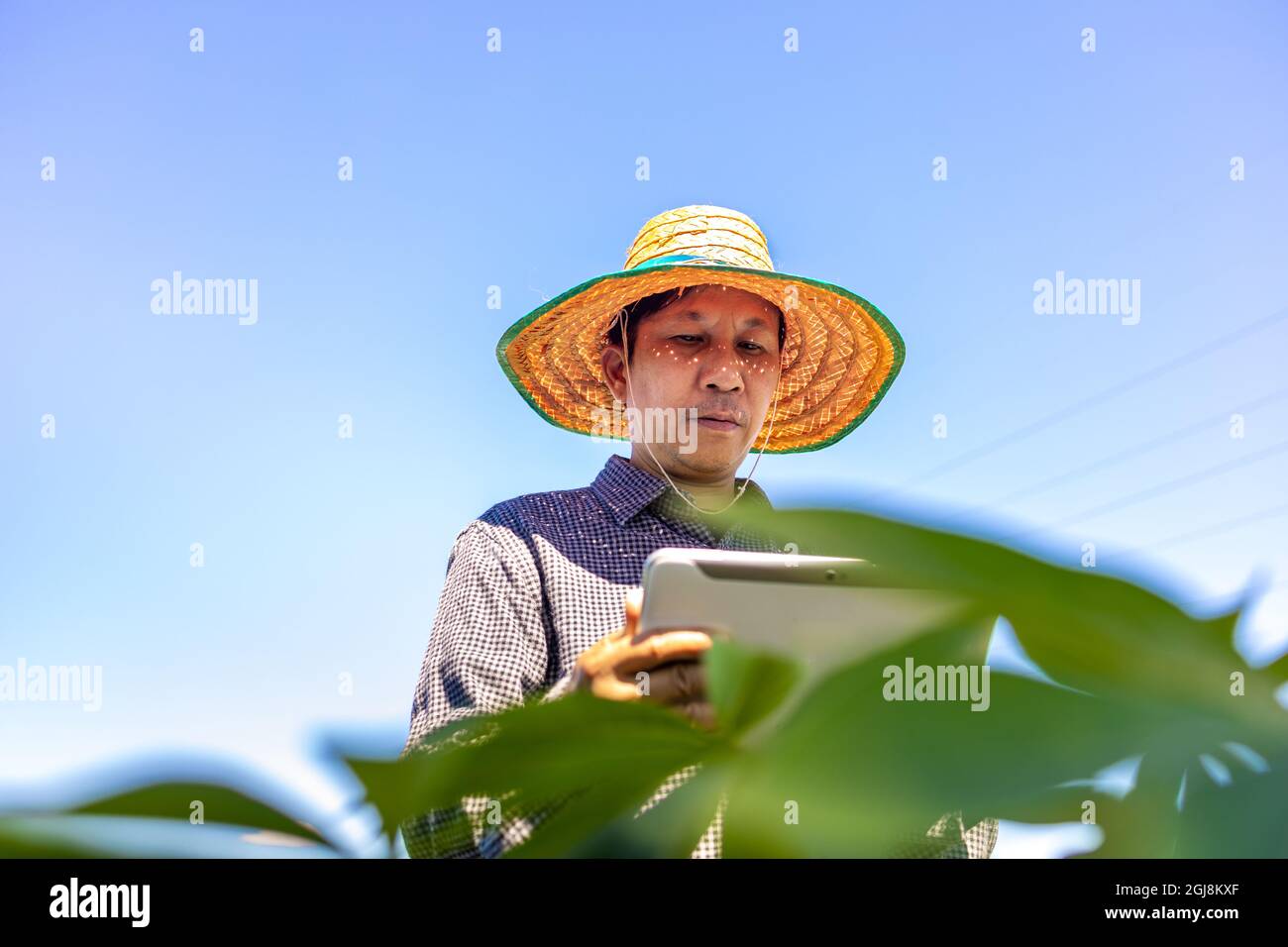 Agricoltore intelligente un uomo asiatico utilizza un tablet per analizzare le colture che cresce nella sua fattoria durante il giorno. Foto Stock