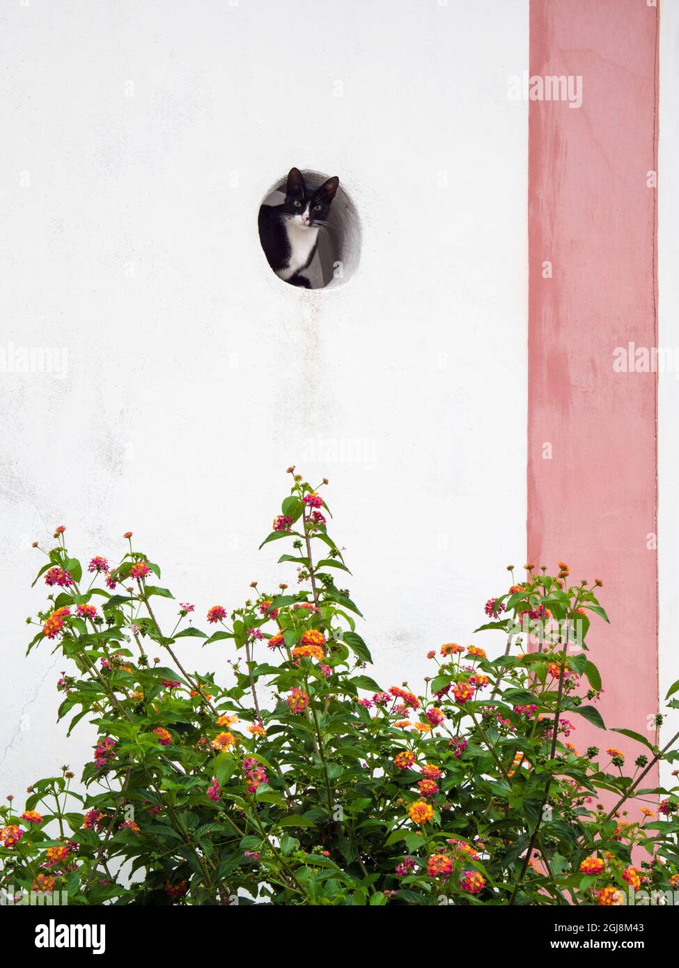 Portogallo, Obidos. Cat peering da buco in parete bianca lavata Foto Stock