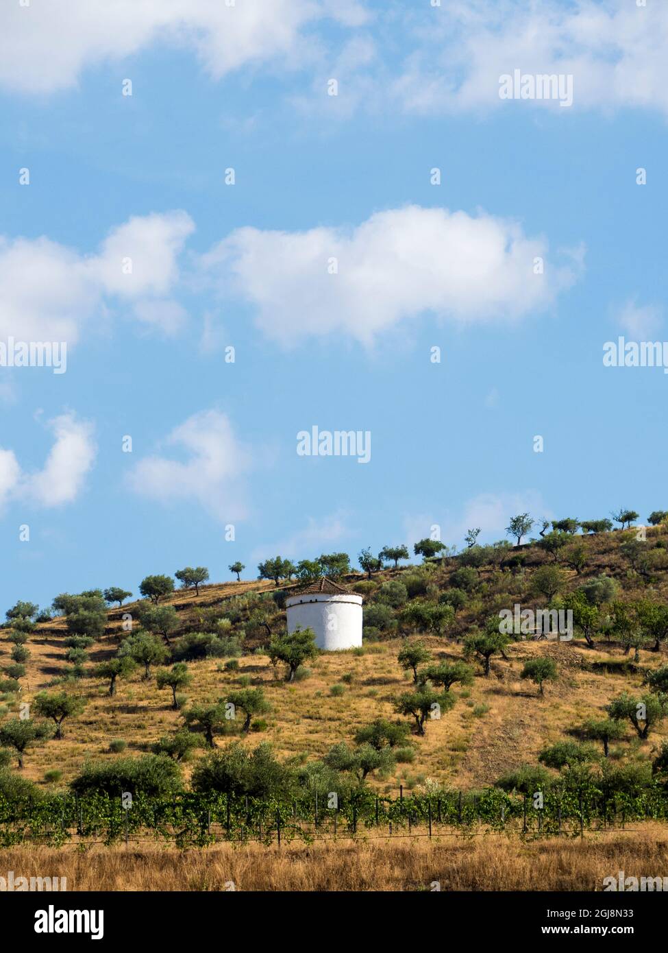 Portogallo, Valle del Douro. Acqua bene su collina con oliveto Foto Stock