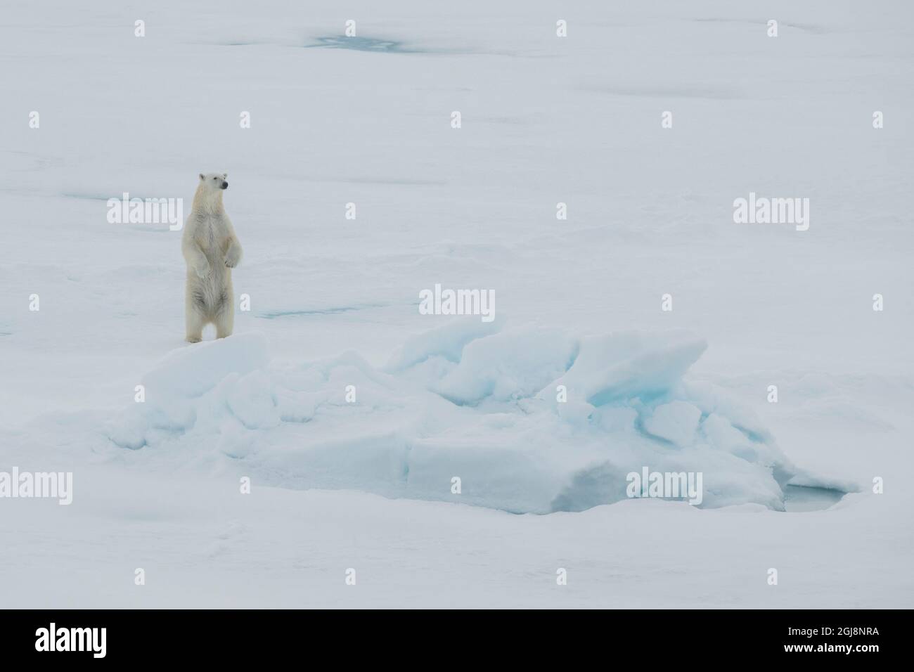 La Russia, alta artico. Orso polare a 84.53 gradi nord. Foto Stock