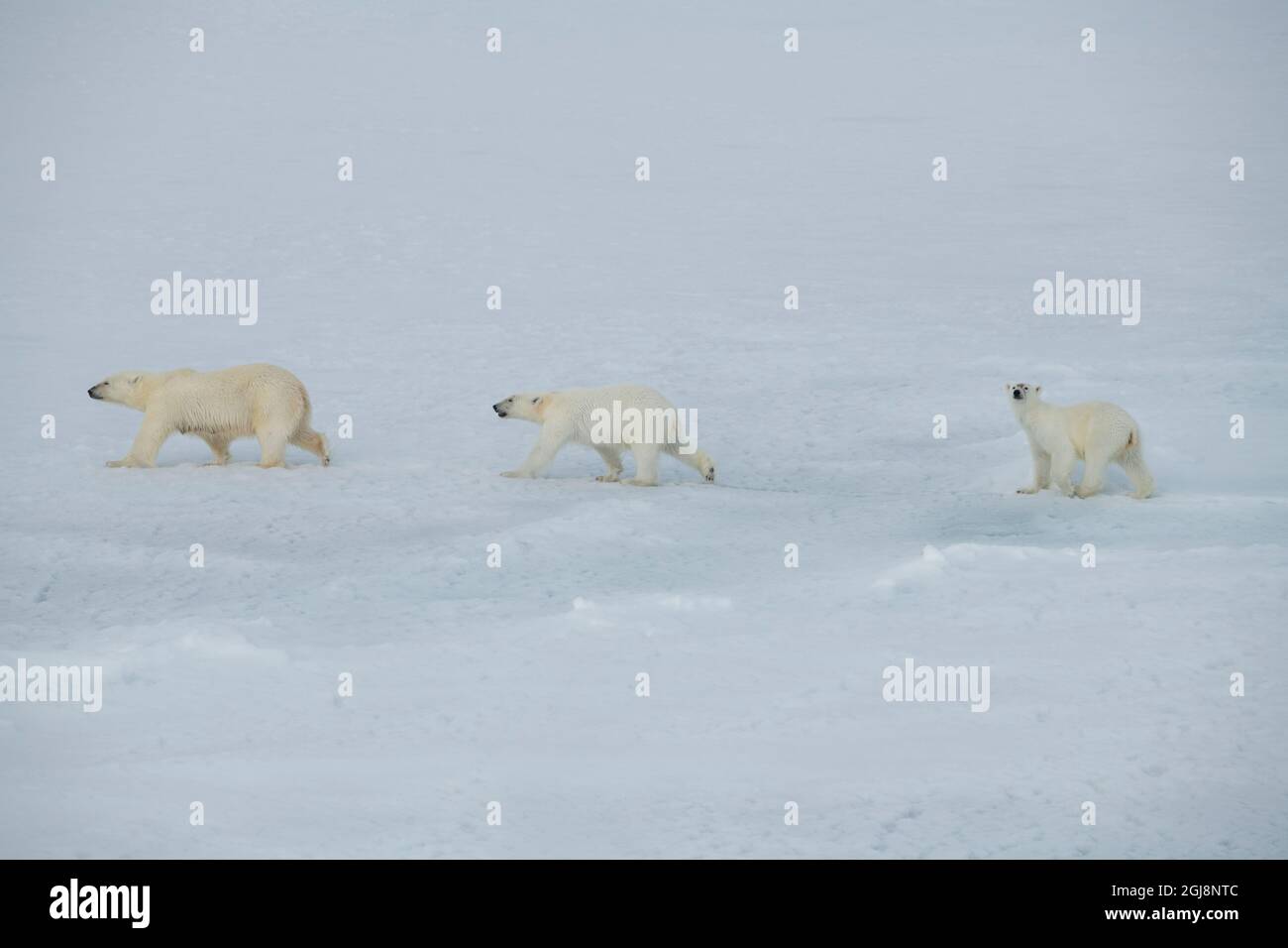 Russia, Alto Artico, Franz Josef Land. Orso polare (Ursus maritimus) femmina con due cubetti. Foto Stock