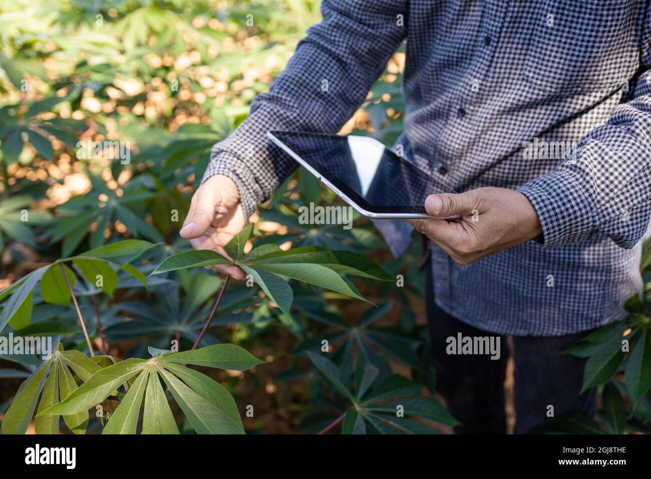 Agricoltore intelligente un uomo asiatico utilizza un tablet per analizzare le colture che cresce nella sua fattoria durante il giorno. Foto Stock