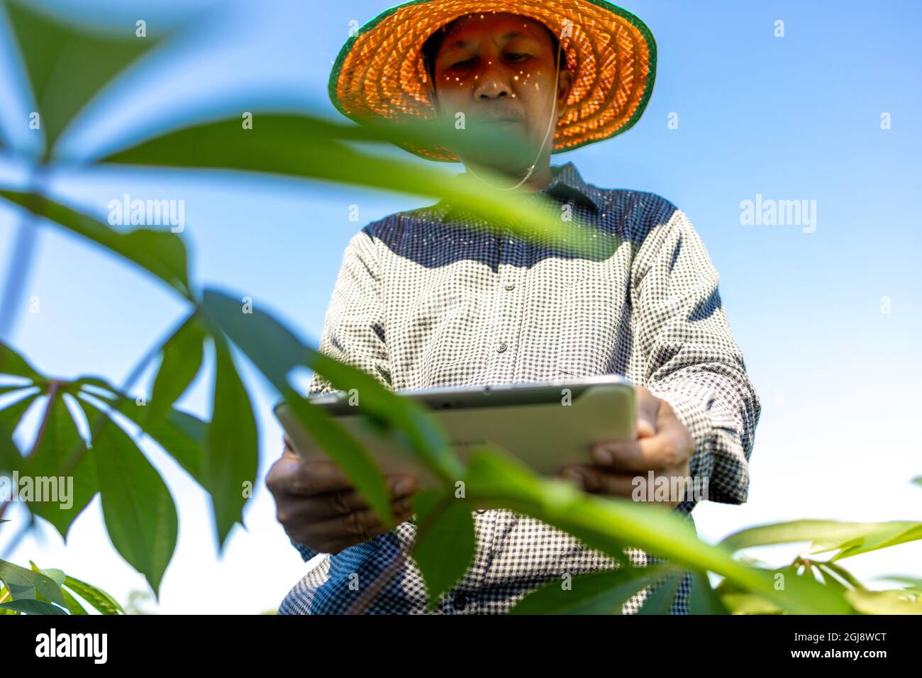 Agricoltore intelligente un uomo asiatico utilizza un tablet per analizzare le colture che cresce nella sua fattoria durante il giorno. Foto Stock