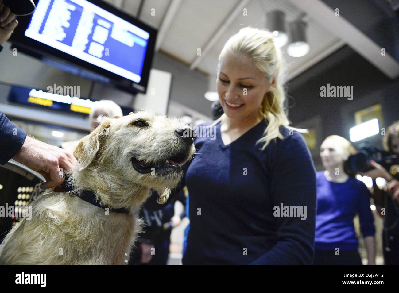 STOCCOLMA 2014-11-20 il cane randagio ecuadoriano di sette anni Arthur è visto con la moglie Helena di Michael Lindnord all'arrivo all'aeroporto di Arlanda a Stoccolma, Svezia 13 novembre 2014. Arthur e la squadra svedese Multi Sport si sono incontrati durante una pausa pranzo in un piccolo villaggio in Ecuador. Il membro del team Michael Lindnord gli ha dato un meatball e dopo di che sono diventati inseparabili. Arthur seguì la squadra ovunque per il resto della gara multi-sport e Michael prese anche Arthur con lui nella sua canoa. Michael Lindnord ha deciso di adottare Arthur e il cane ora vivrà il resto della sua vita in Svezia. Foto: Maja Foto Stock