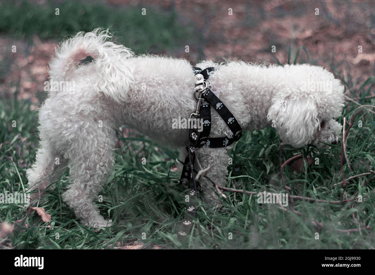 Bichon Frise cane da cuccioli in profilo in piedi in un campo, parco, prato o foresta indossando un'imbracatura nera. Pelliccia ricurly bianca . coda su. Orizzontale Foto Stock