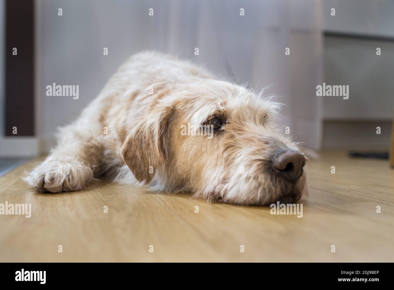 ORNSKOLDSVIK 2015-03-23 Arthur nella sua nuova casa a Ornskoldsvik in Svezia. Il cane randagio seguì una squadra sportiva estrema durante una spedizione nelle Amazzoni. Mikael Lindnord, uno dei membri del team è stato attaccato al cane e lo ha portato con sé in Svezia. Foto: Nora Lorek / TT / kod: 11510 *** PER Libby Earland |Picture Researcher Hodder & Stoughton Ltd | John Murray Press | Quercus *** Foto Stock