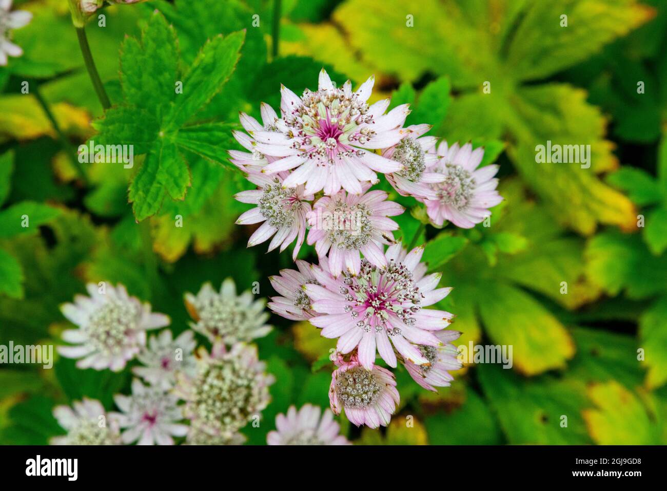 I fiori di Masterwort si trovano negli ampi e bei giardini del castello di Cawdor, Scozia. Foto Stock