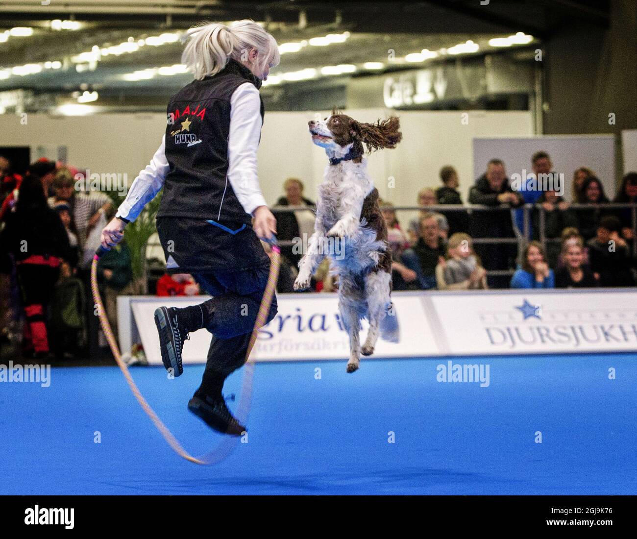 GOTHENBURG 2016-01-07 Dog Maja si esibisce con il proprietario Solveig Landen durante la mostra "My Dog" a Gothenburg, Svezia, 7 gennaio 2016. Foto Frida Inverno / TT / Kod 9200 Foto Stock