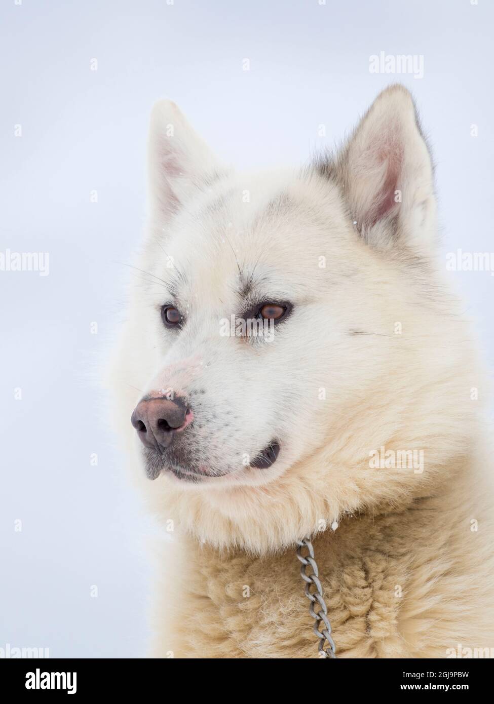 Cani da slitta durante l'inverno a Uummannaq in Groenlandia. Le squadre di cani sono ancora animali da traino per i pescatori dei villaggi. Groenlandia, Danimarca. Foto Stock