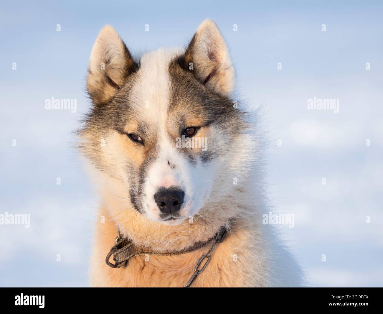 Cani da slitta durante l'inverno a Uummannaq in Groenlandia. Le squadre di cani sono ancora animali da traino per i pescatori dei villaggi. Groenlandia, Danimarca. Foto Stock