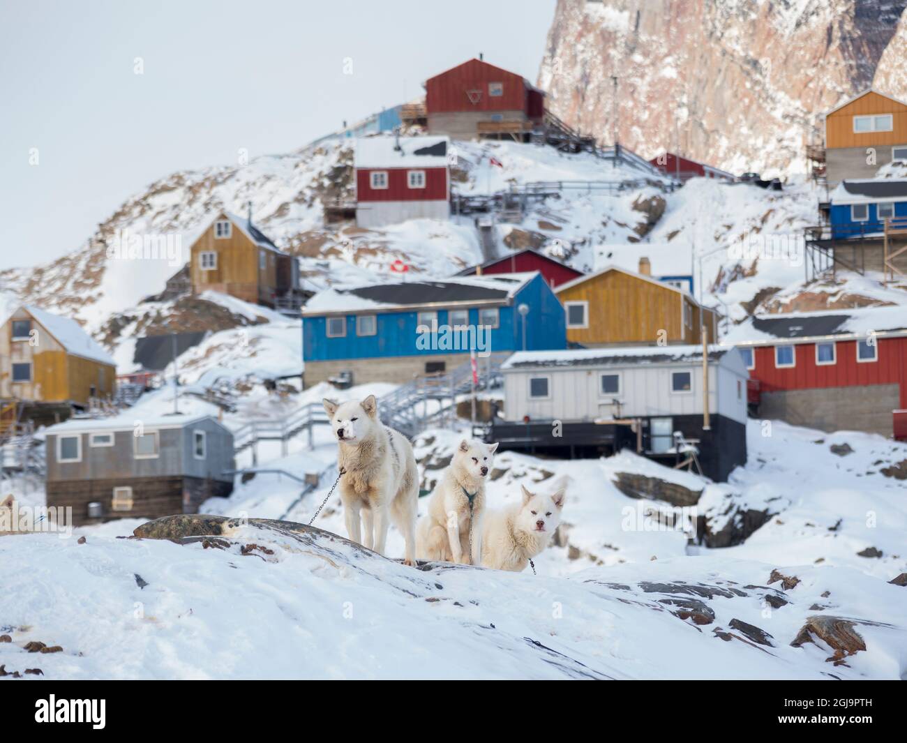 Cani da slitta durante l'inverno a Uummannaq in Groenlandia. Le squadre di cani sono ancora animali da traino per i pescatori del villaggio. Groenlandia, Danimarca. Foto Stock