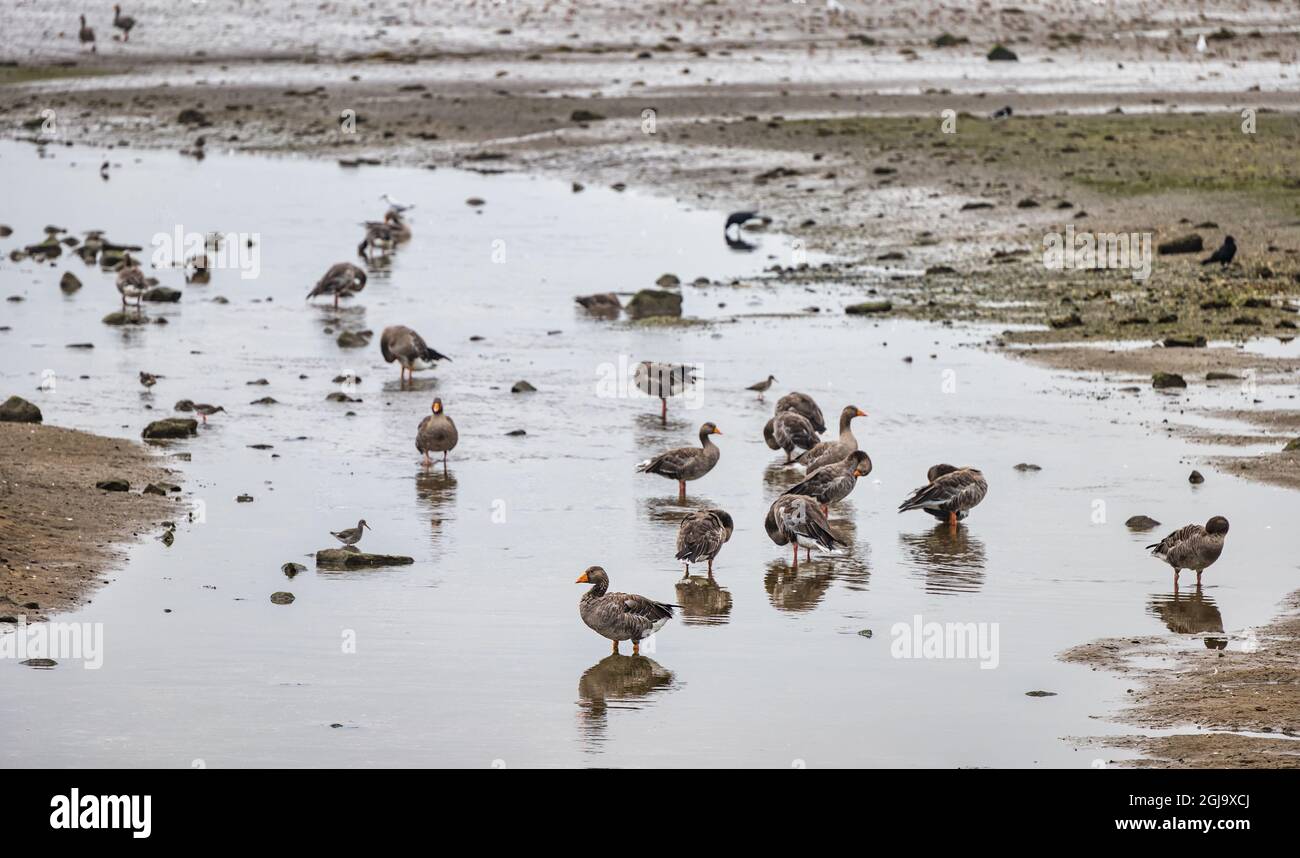 Aberlady Bay, East Lothian, Scozia, Regno Unito, 9 settembre 2021. UK Meteo: Oche rosa-footed (Anser brachyrhynchus) ritorno per l'inverno. Le prime oche rosa arrivano in inverno nelle mudflats della baia. Qui migrano circa 30,000 uccelli. Di solito arrivano il 10 settembre, quindi sono un giorno prima Foto Stock
