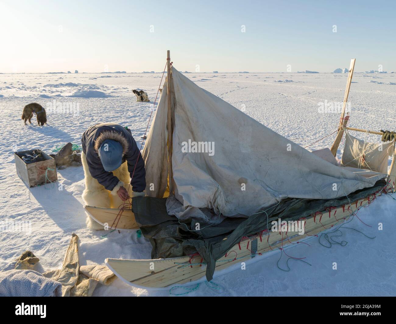 Cacciatore inuit con pantaloni e stivali tradizionali realizzati in Polar la pelliccia di orso sta facendo il suo accampamento sul ghiaccio del mare Della baia di Melville vicino a Kullorsuaq in Foto Stock