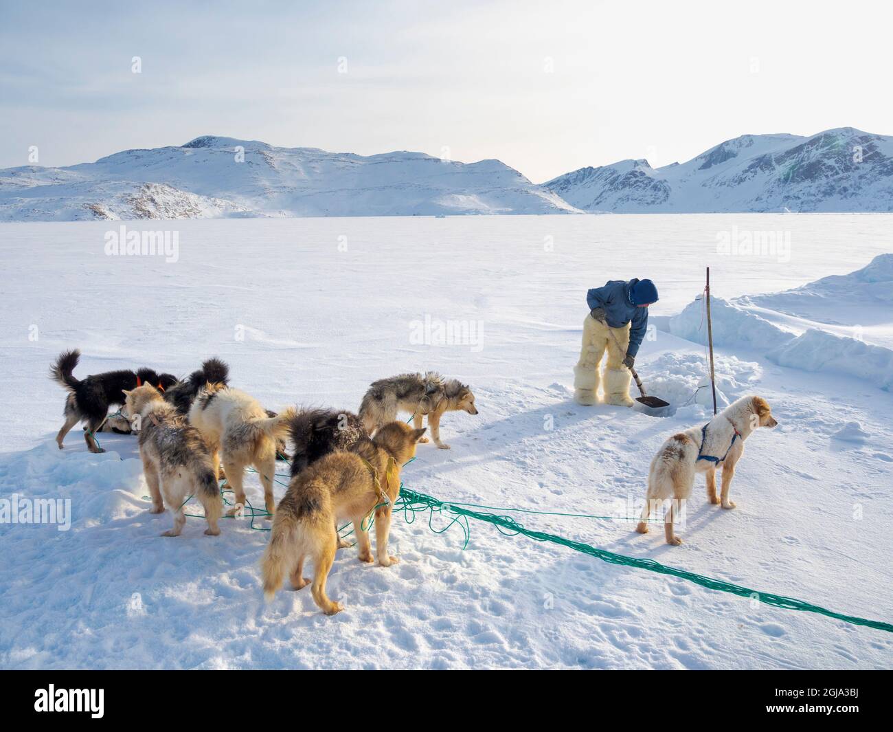Raccogliere un sigillo da una trappola sotto il ghiaccio marino. Cacciatore inuit con pantaloni e stivali tradizionali realizzati in pelliccia di orso polare, vicino a Melville Bay Foto Stock