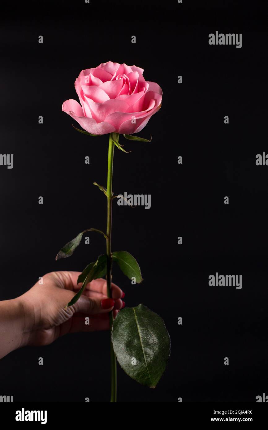 Mano femmina con rosa rosa isolata su sfondo nero. Foto Stock