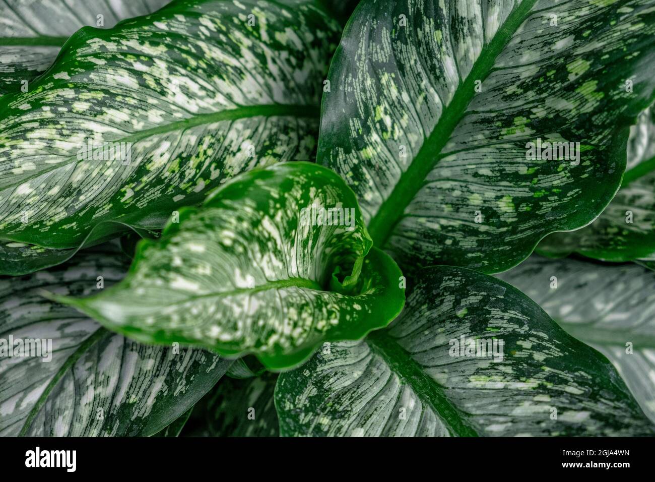 Dumbcane Foto Stock