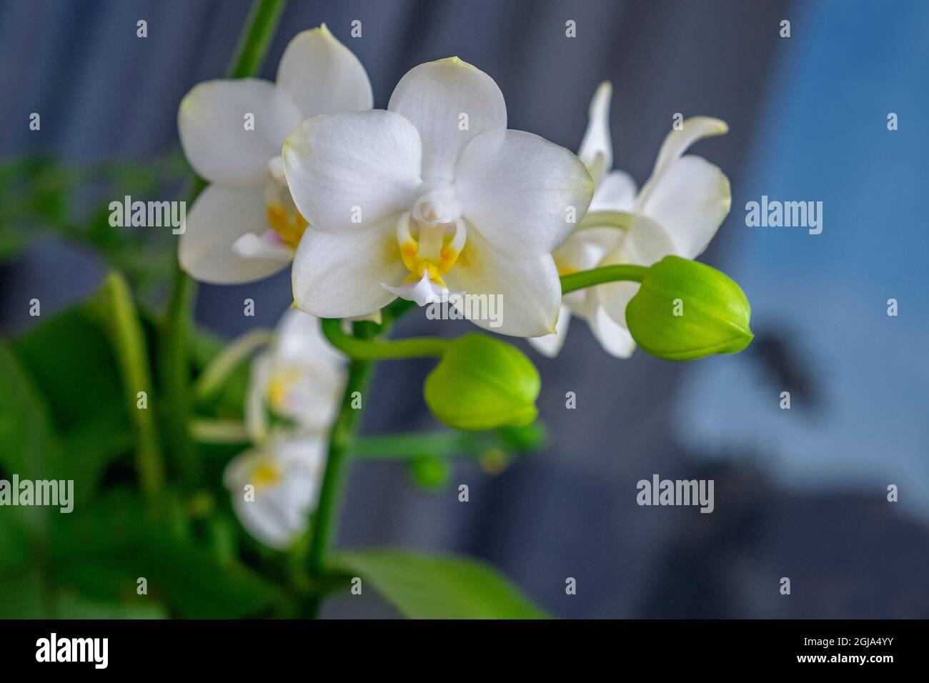 Luna Orchid Foto Stock