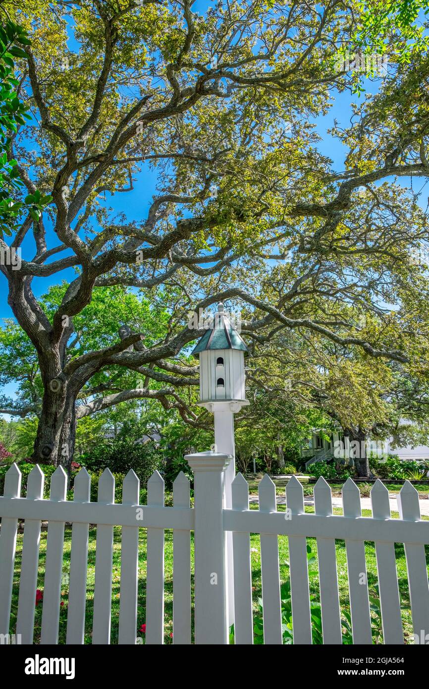 Southern Live Oak Tree e birdhouse Foto Stock