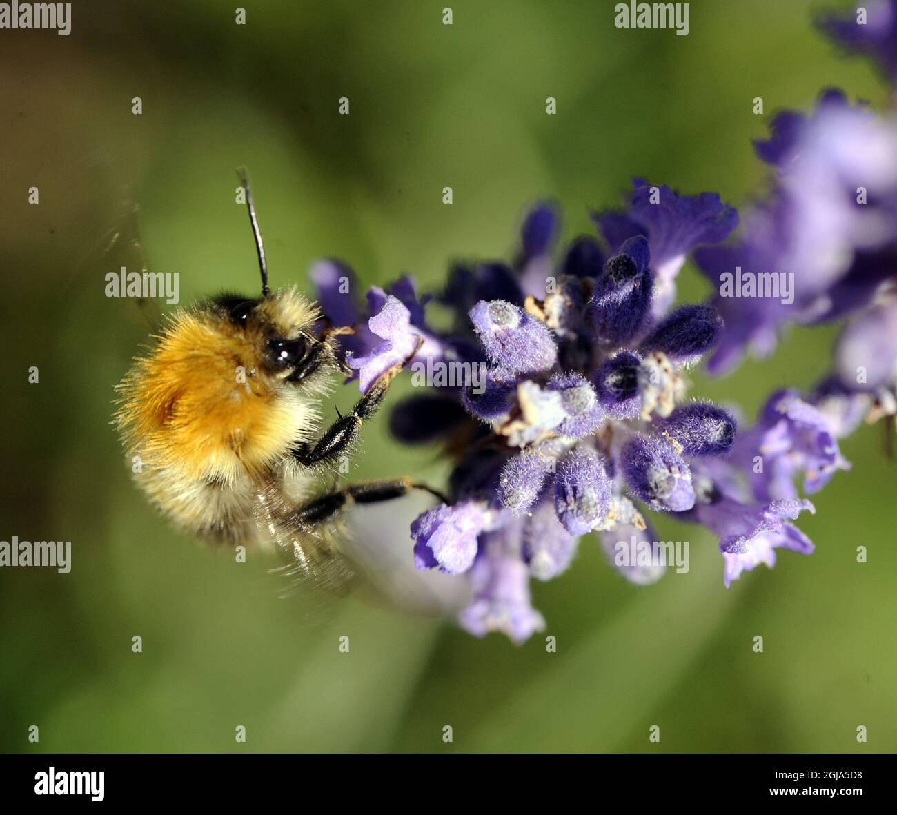 GRASKO 2016-07-20 Bumblebee su un fiore di lavanda. Foto Hasse Holmberg / TT Kod 96 Foto Stock