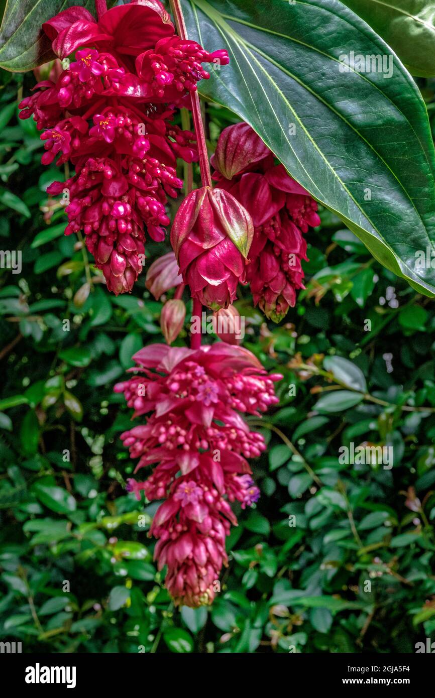 Uva rosa, Medinilla Foto Stock