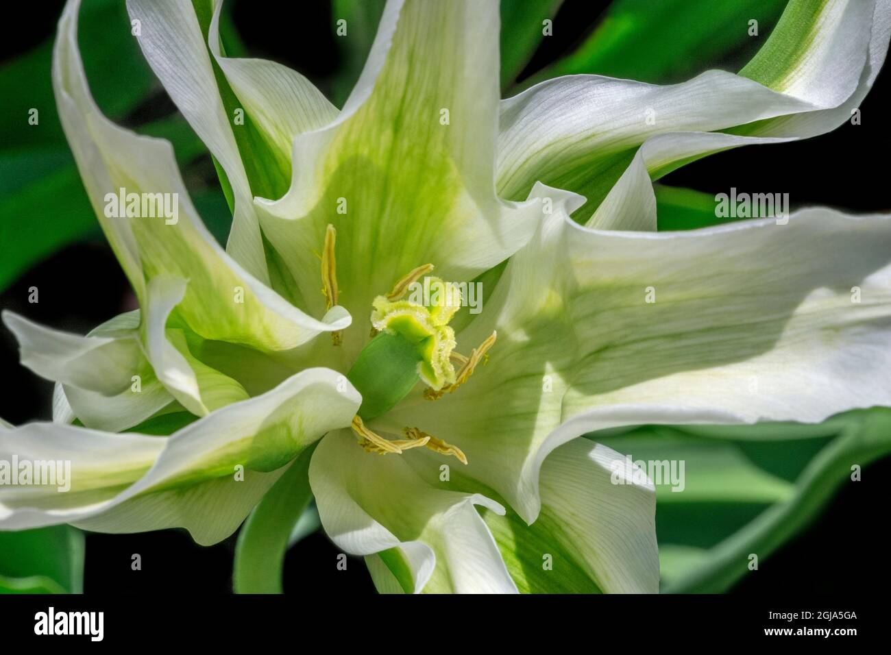 Le variegate tulip Foto Stock