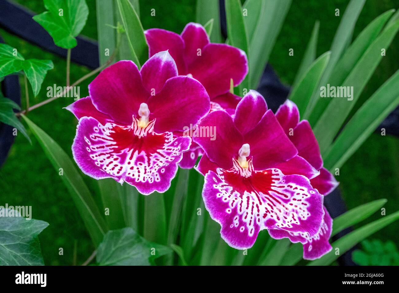Miltoniopsis Orchid Foto Stock