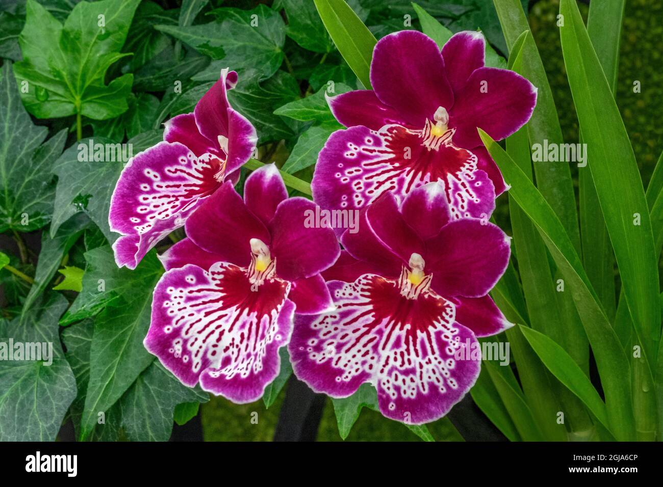Miltoniopsis Orchid Foto Stock