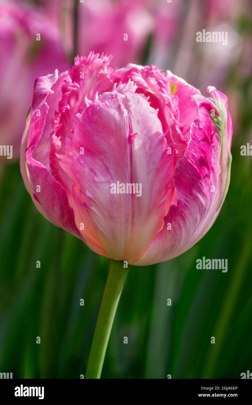 Segno di primavera Foto Stock