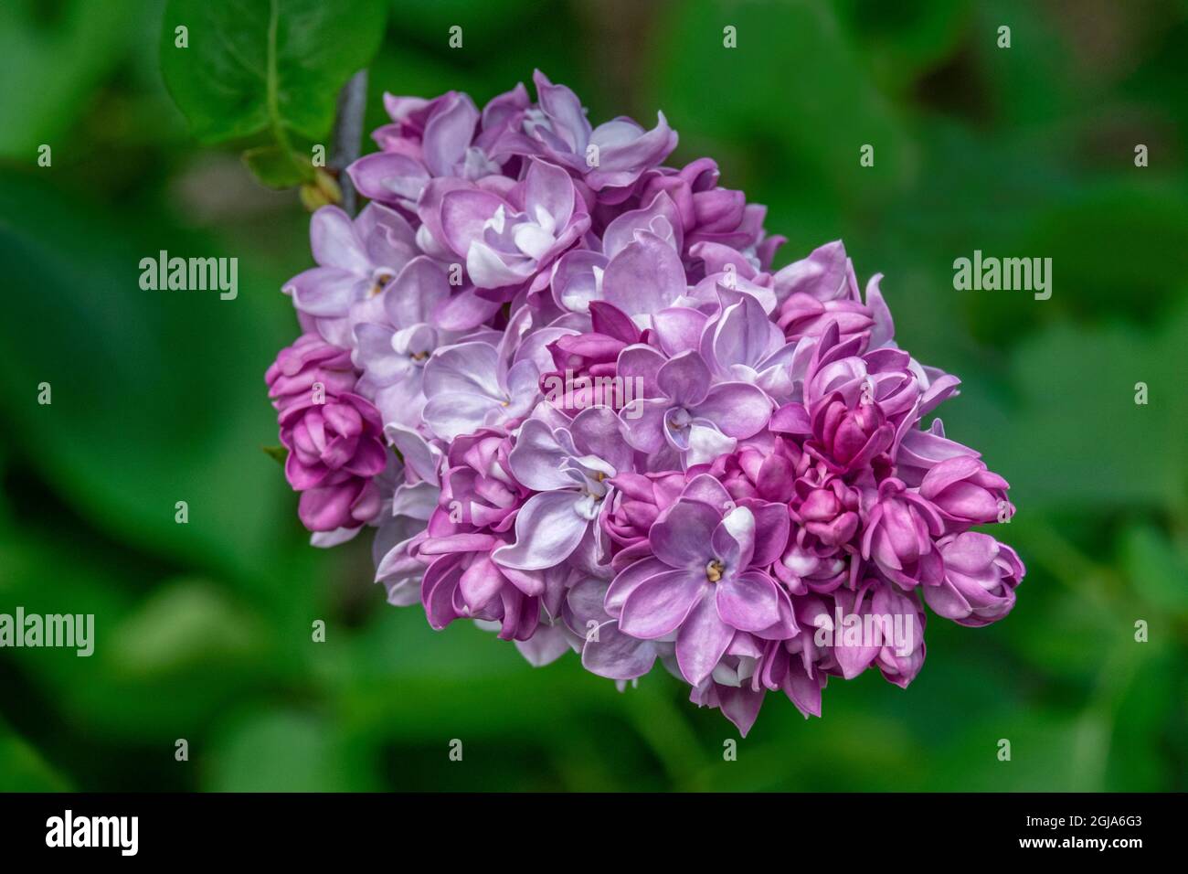 Lillà comune Foto Stock