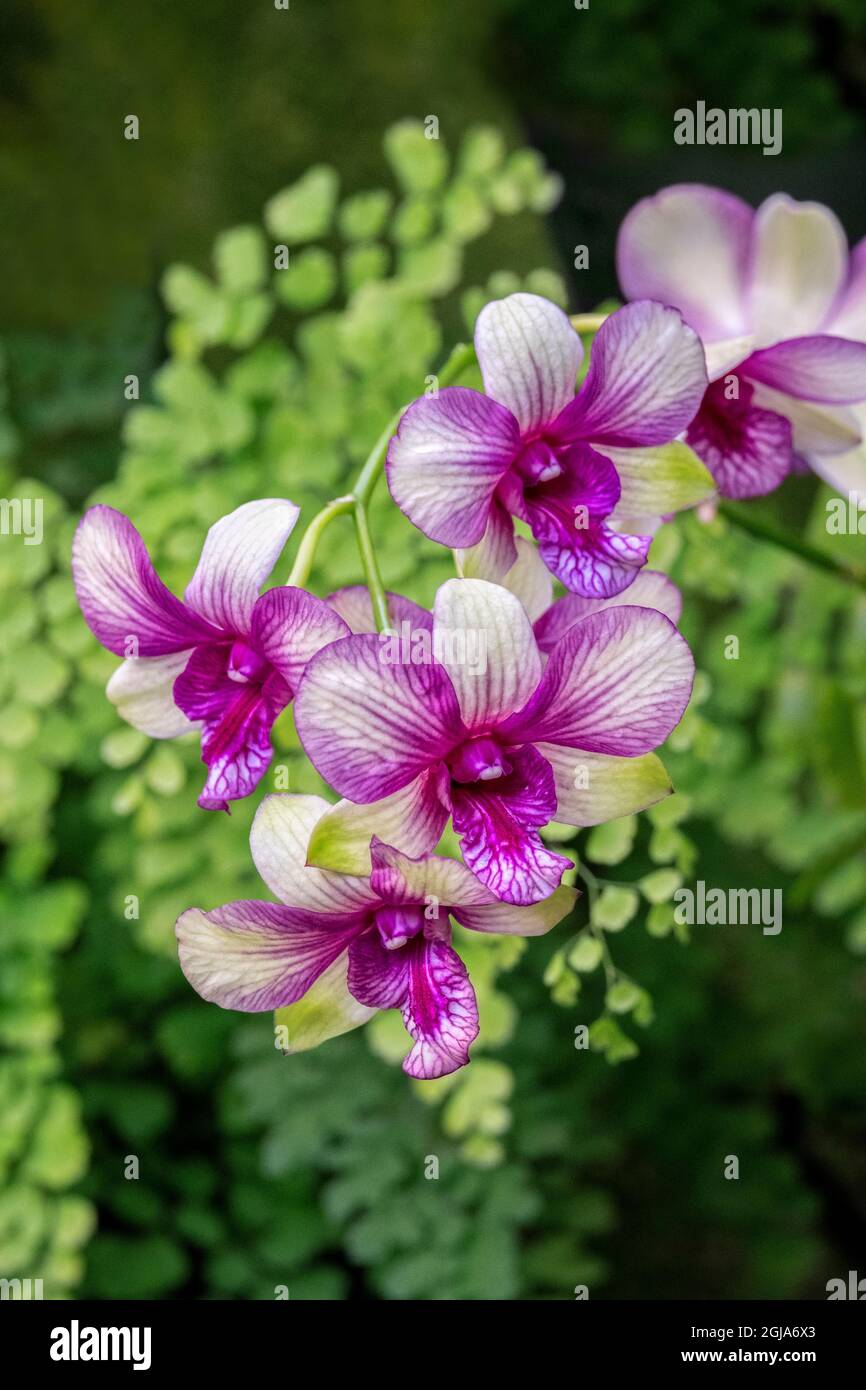 Nopporn Green Star, Dendrobium Orchid Foto Stock