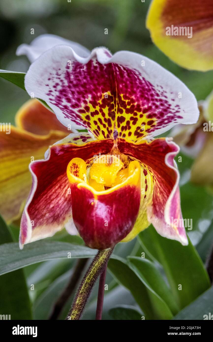 Paphiopedilum orchidea, Lady Slipper Foto Stock