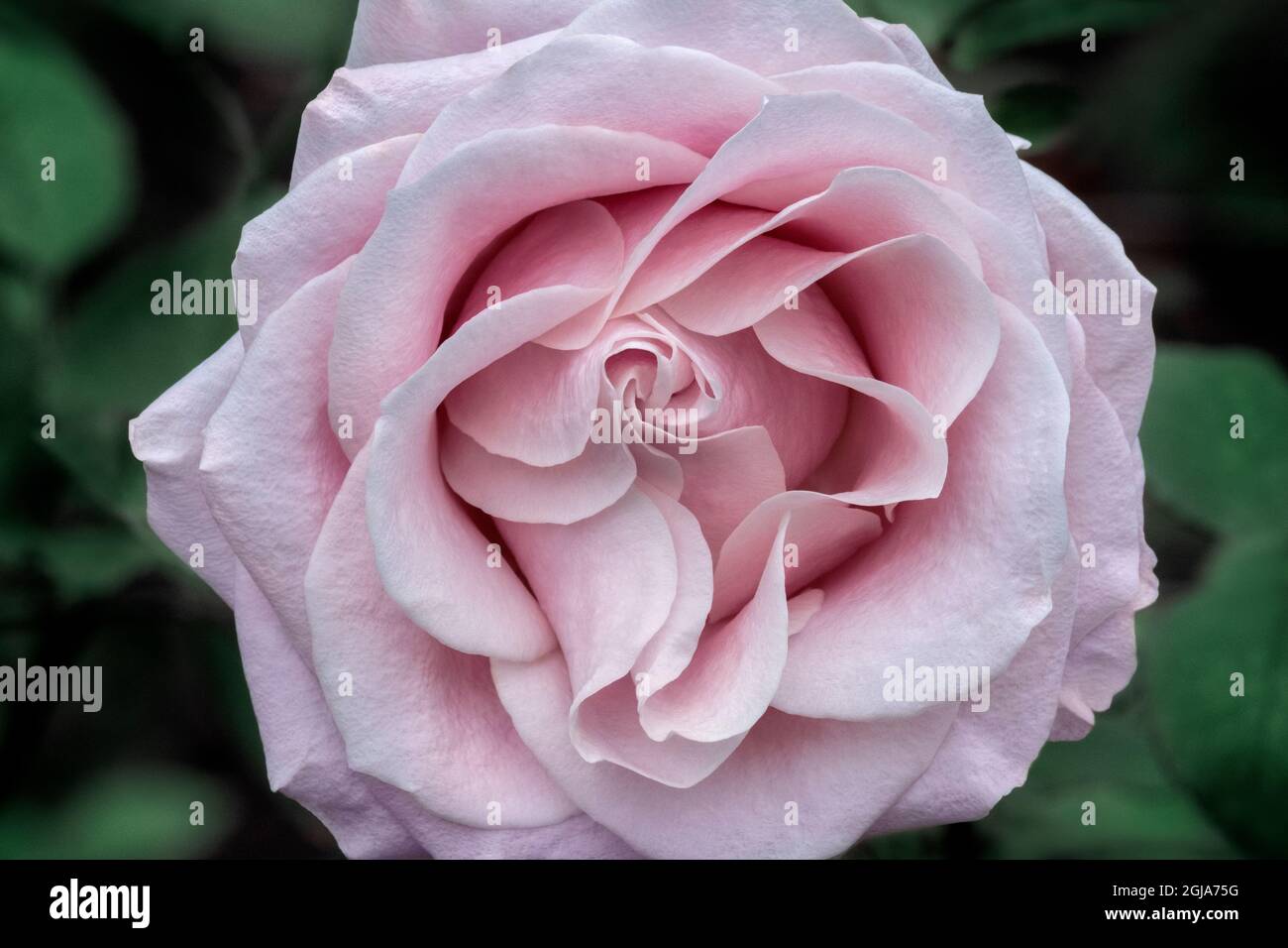 Bella rosa rosa Foto Stock