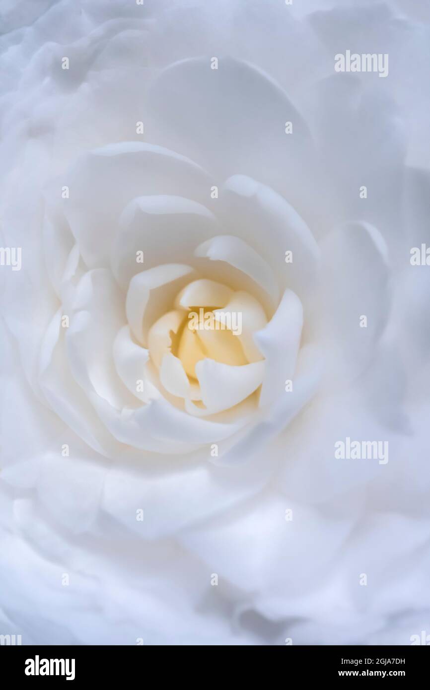 Camellia sognante Foto Stock