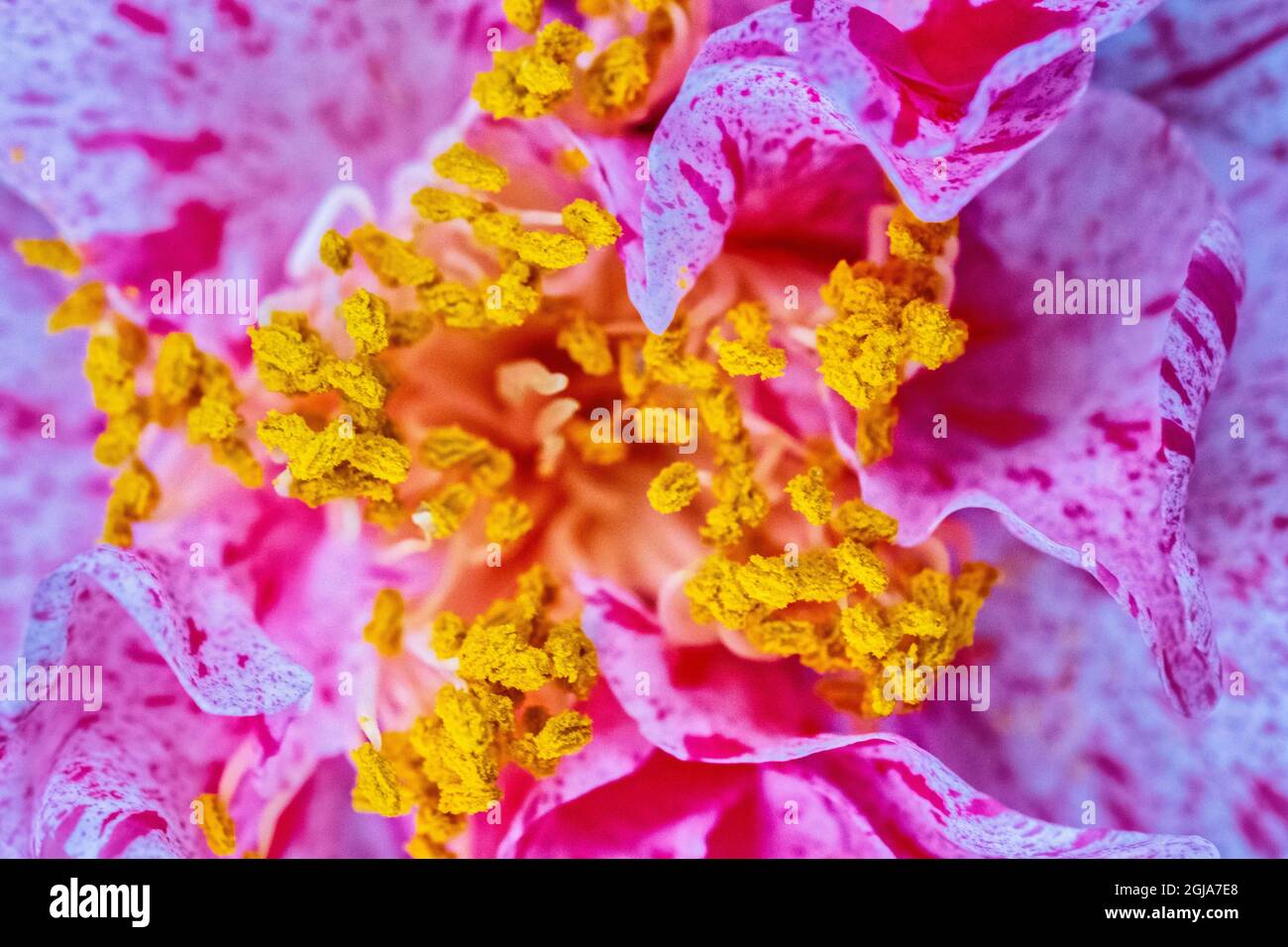 Primo piano di polline su balza di petali variegati di fiori Foto Stock