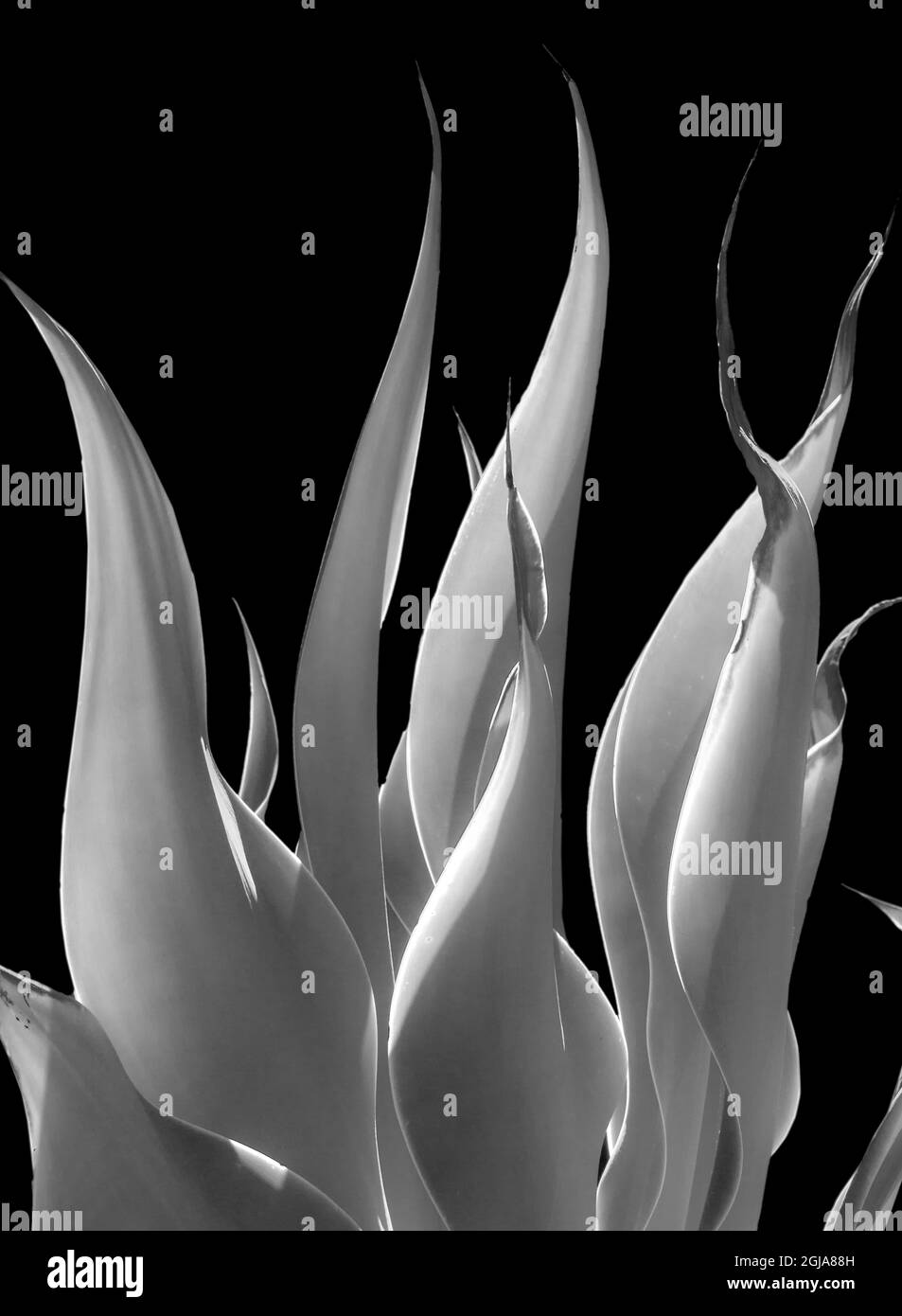 Motivo a foglia in bianco e nero. Foto Stock