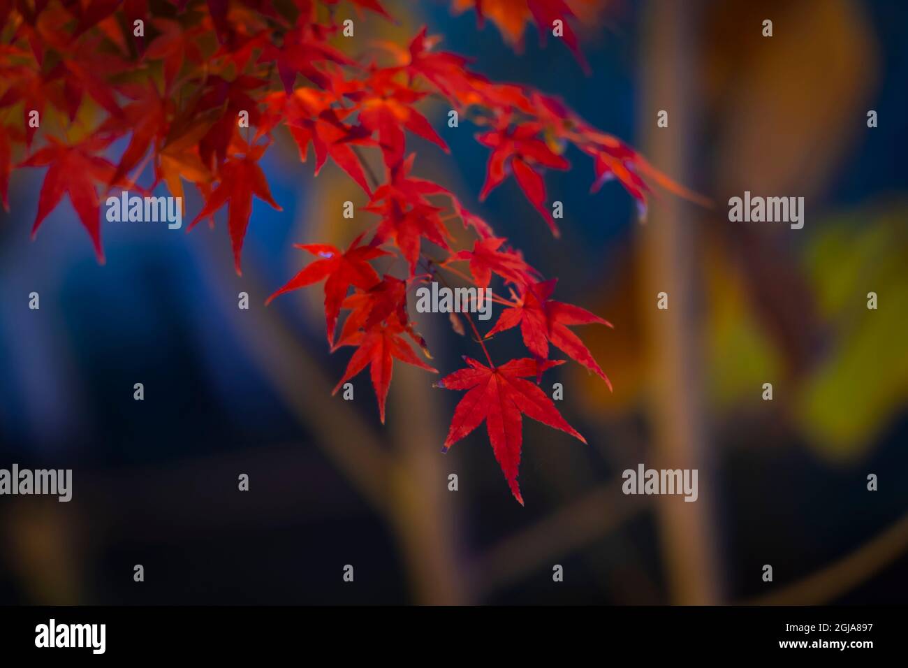 Appendendo le foglie rosse di autunno da un albero di acero Foto Stock