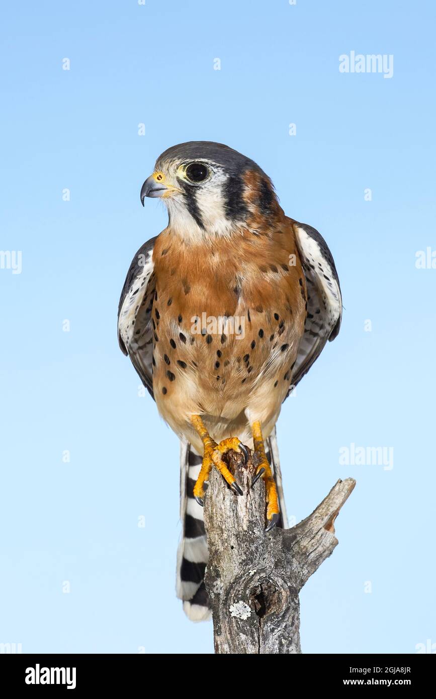 Maschio americano Kestrel. Foto Stock