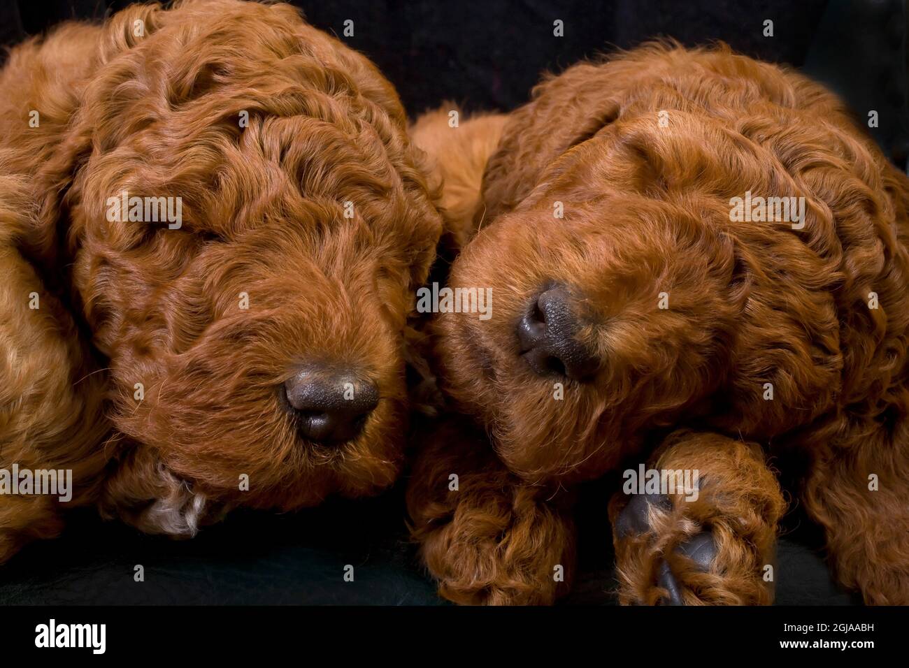 Cuccioli standard di puppie che dormono. Foto Stock